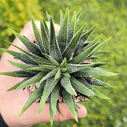 Haworthiopsis attenuata coega - haworthiopsis,