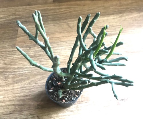 Euphorbia tirucalli - ,