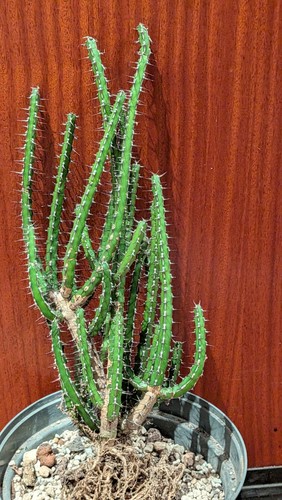 Euphorbia rubrimarginata