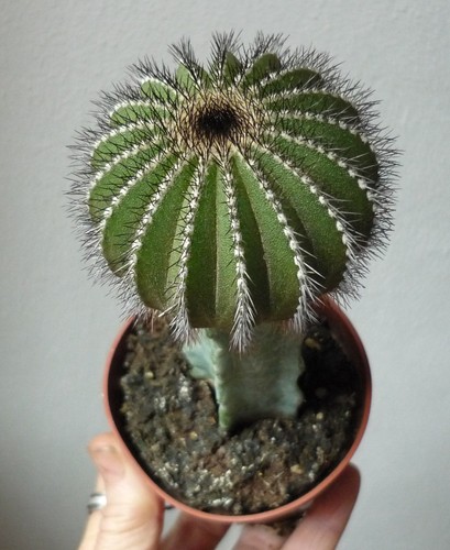 Cactus uebelmannia - cactus,