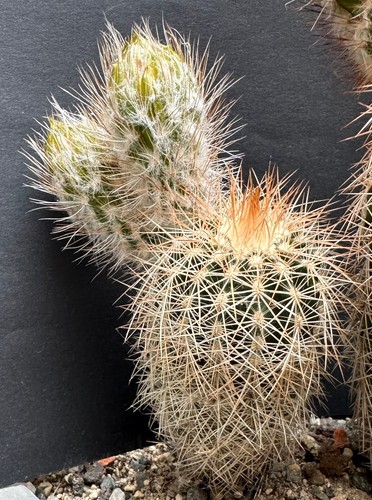 Echinocereus baileyi - ,