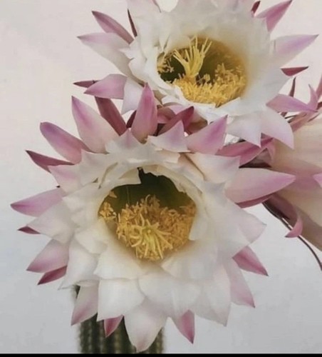 Echinopsis spachiana - echinopsis,