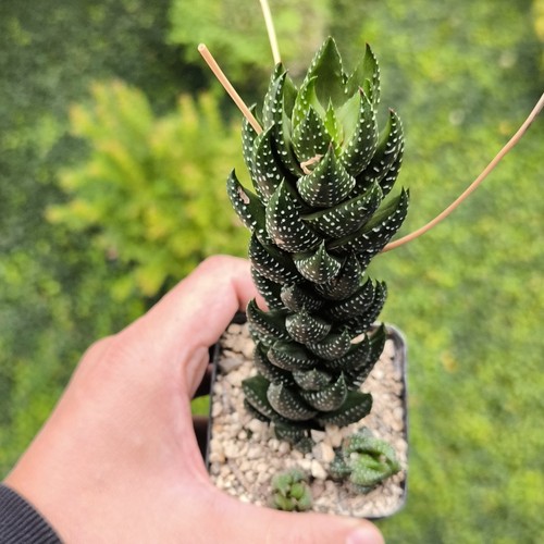 Haworthiopsis coarctata