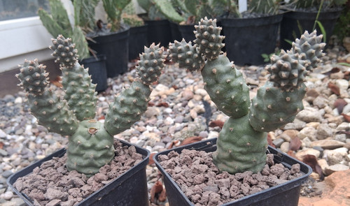 Tephrocactus articulatus