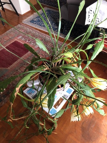 Epiphyllum cooperi tolle - epiphyllum,