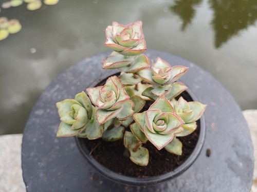 Crassula perforata giant form - crassula,