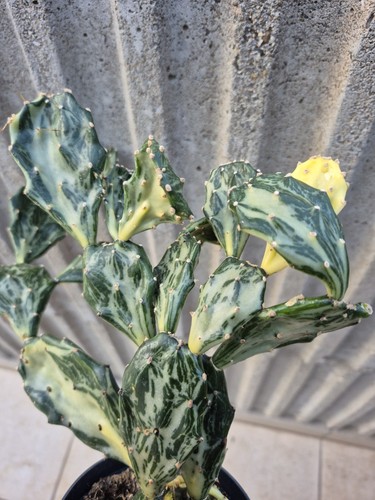 Opuntia jamaicensis variegata - opuntia,