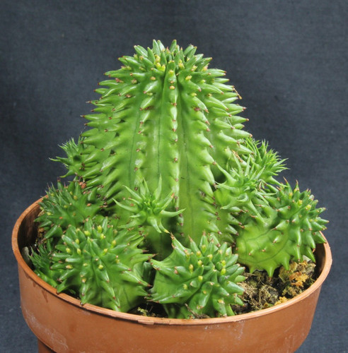 Gruppe euphorbia susannae - gruppe,