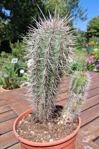 Kakteen pachycereus pringlei - kakteen,pachycereus,