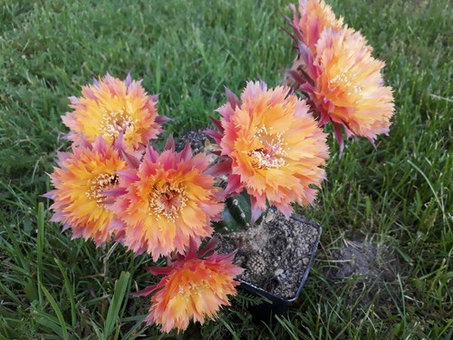 Echinopsis-Trichocereus-Hybrid