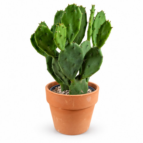 Opuntia stricta feigenkaktus - stricta,