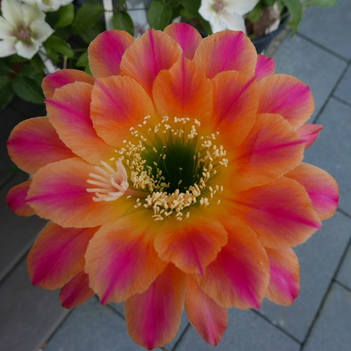 Kaktus echniopsis - kaktus,