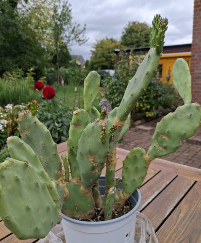Opuntia stricta feigenkaktus - opuntia,