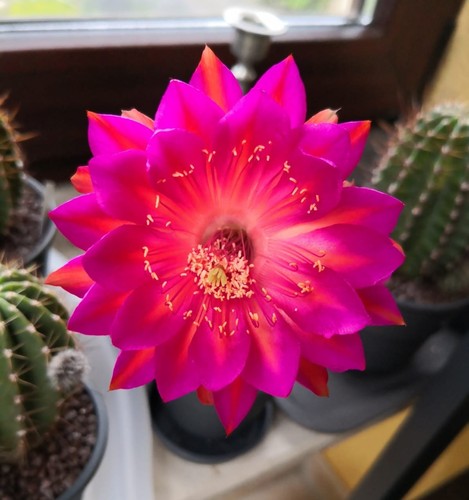 Kakteen echinopsis don juan - kakteen,