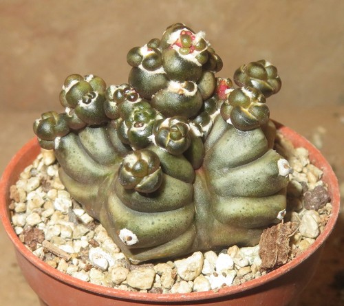 Gymnocalycium kikko - gymnocalycium, cv