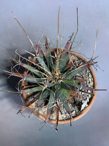 Leuchtenbergia principis - leuchtenbergia,