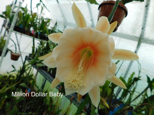 Epicactus million dollar - epicactus,