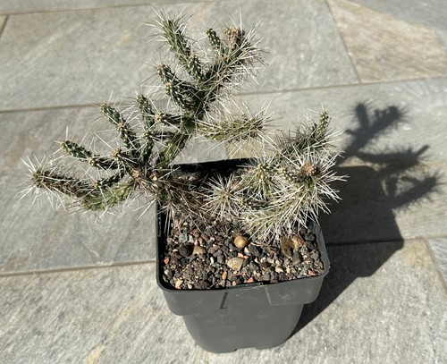 Cylindropuntia whipplei - ,