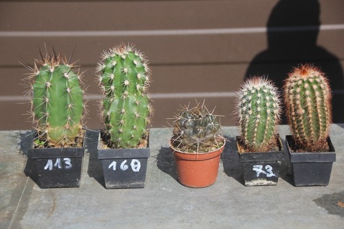 Verschiedene kakteen - 5,