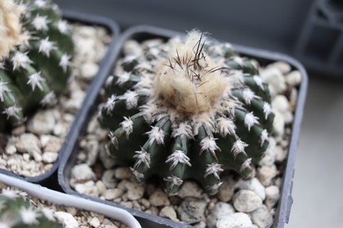 Discocactus woutersian 7cm - discocactus,