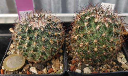 Pediocactus simpsonii