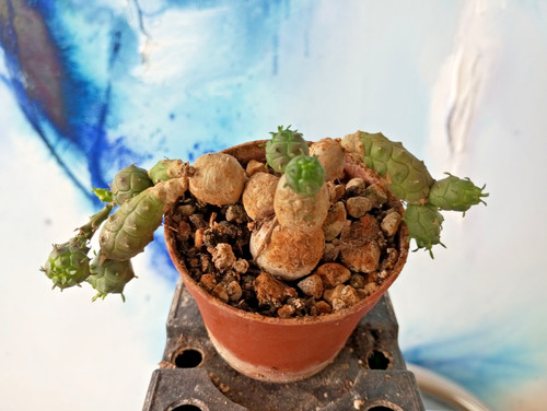 Euphorbia globosa die echte - globosa,,