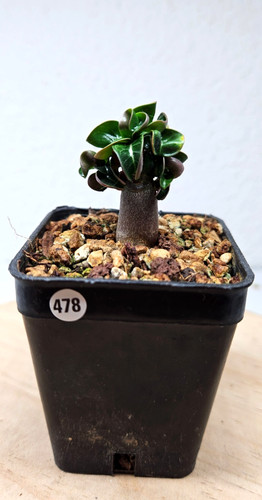 Adenium dha mgs - adenium, mgs--topf