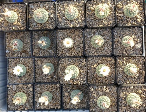 Kaktus kakteen strombocactus - kaktus,