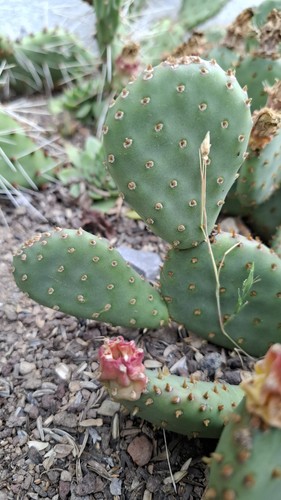 Opuntia humifusa kaktus - opuntia,
