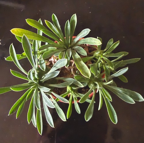 Euphorbia bupleurifolia - , x