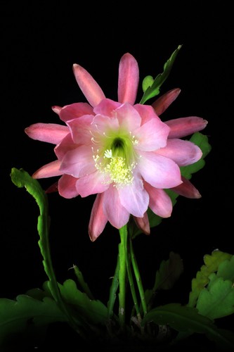 Epiphyllum epicactushybride - epiphyllum,