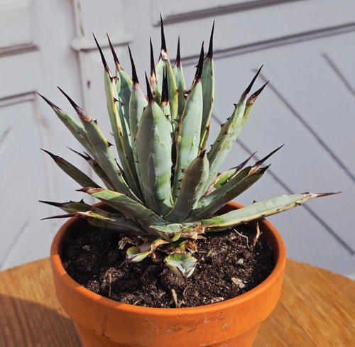 Agave macroacantha marginated - agave,