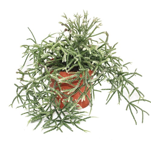 Exotenherz rhipsalis pilocarpa - exotenherz,