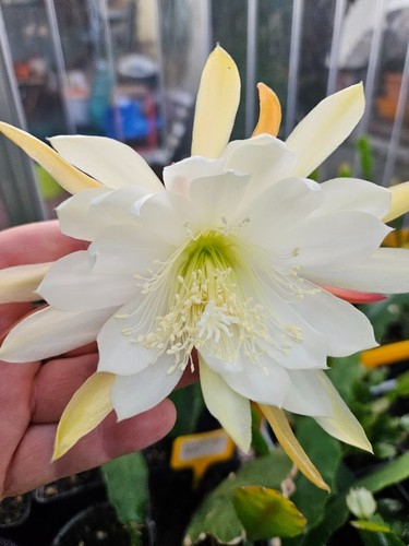 Epiphyllum hybride - epiphyllum,