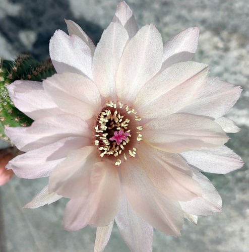 Chamaecereus perlmutt cm - perlmutt, 6