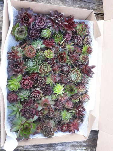 Sempervivum verschiedene - 50,
