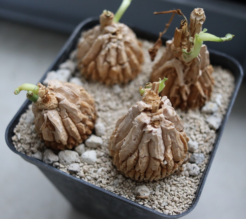 Matelea cyclophylla 9cm - im,