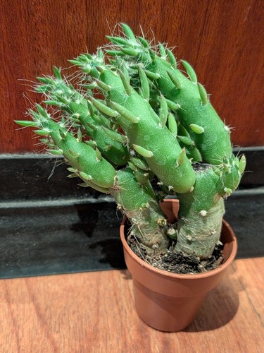 Austrocylindropuntia subulata