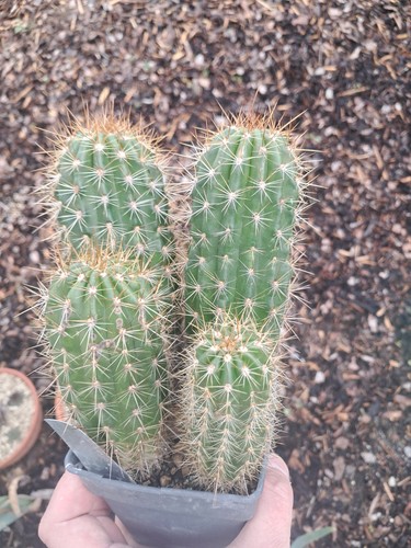 Trichocereus hybride - 4, x