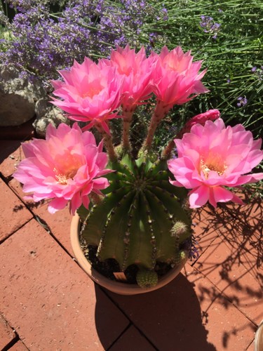 Echinopsis
