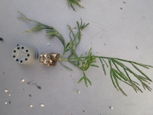 Rhipsalis ewaldiana - rhipsalis,
