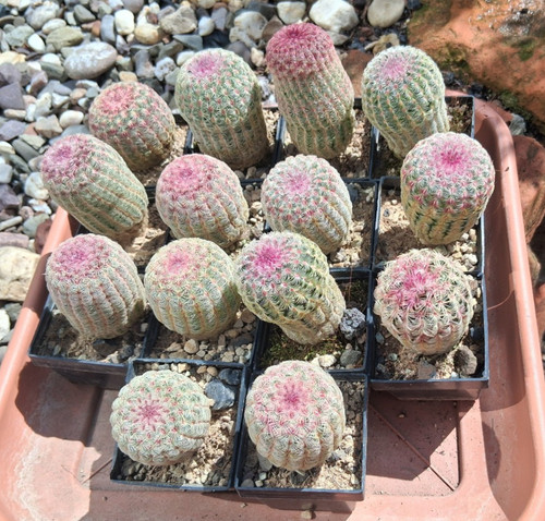 Stück echinocereus - stück,