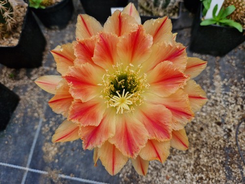 Echinopsis-Trichocereus-Hybrid