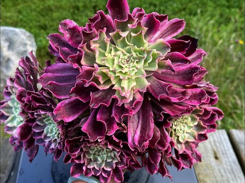 Aeonium poison - aeonium,