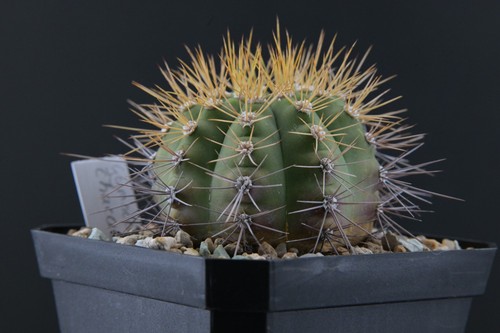 Gymnocalycium chacoense - , |