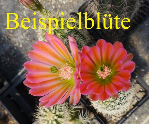 Echinocereus reichenbachii