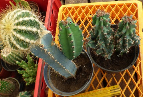 Set kakteen kaktus cereus - kaktus,