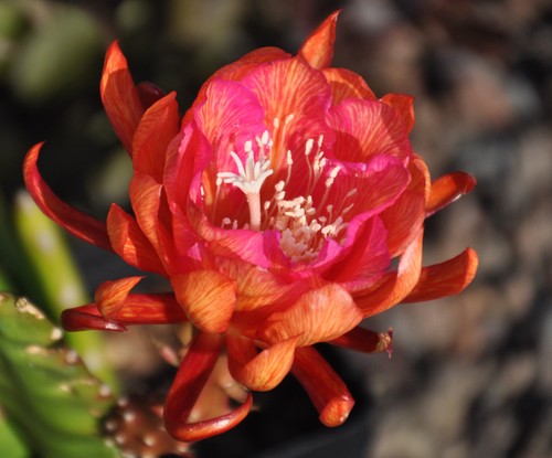 Epiphyllum hybride - epiphyllum,