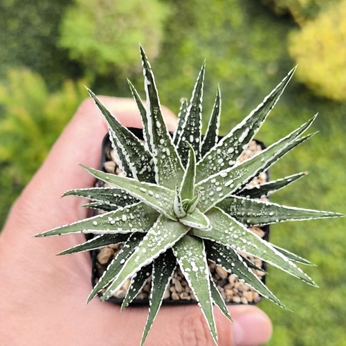 Haworthiopsis attenuata - haworthiopsis,