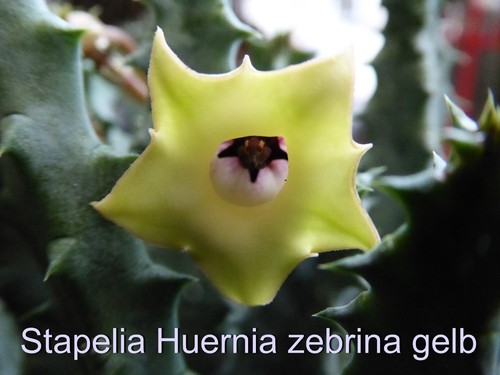 Stapelia huernia zebrina - stapelia,